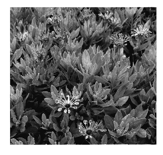 Figure 1 of US plant patent PP18637, the photograph of KLEOE05520 printed in the patent.