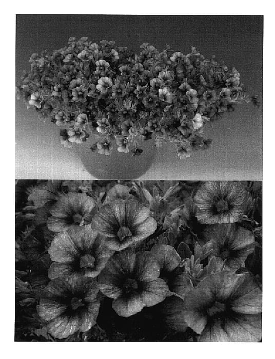 Figure 1 of US plant patent PP18638, the photograph of Sunbelsupu printed in the patent.