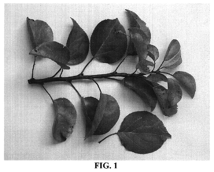 Figure 1 of US plant patent PP18639, the photograph of NJA150 printed in the patent.