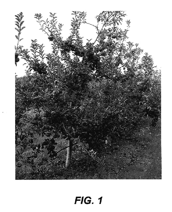 Figure 1 of US plant patent PP18640, the photograph of Western Dawn printed in the patent.