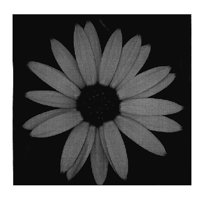 Figure 1 of US plant patent PP18642, the photograph of KLEOE05118 printed in the patent.