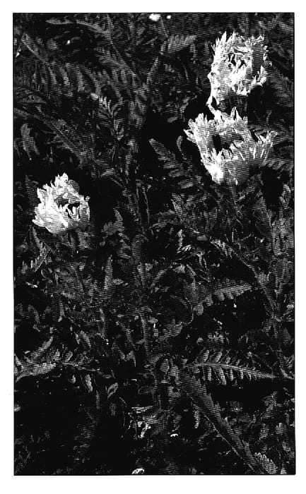 Figure 1 of US plant patent PP18643, the photograph of White Ruffles printed in the patent.