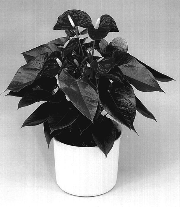 Figure 1 of US plant patent PP18644, the photograph of Anthepedi printed in the patent.