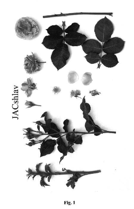 Figure 1 of US plant patent PP18645, the photograph of JACshlav printed in the patent.