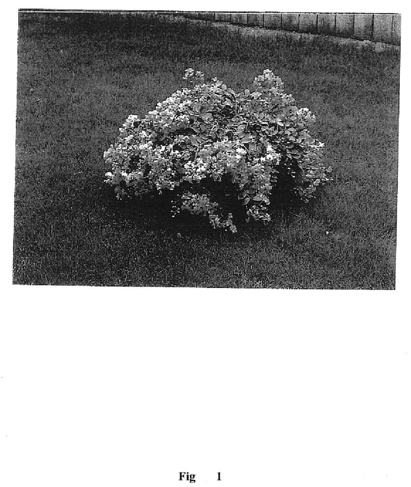 Figure 1 of US plant patent PP18646, the photograph of Orchid Cascade printed in the patent.