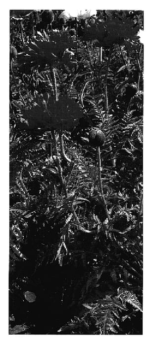 Figure 1 of US plant patent PP18647, the photograph of Ruffled Princess of Orange printed in the patent.