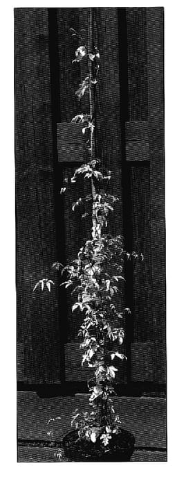 Figure 1 of US plant patent PP18648, the photograph of Stolwijk Gold printed in the patent.