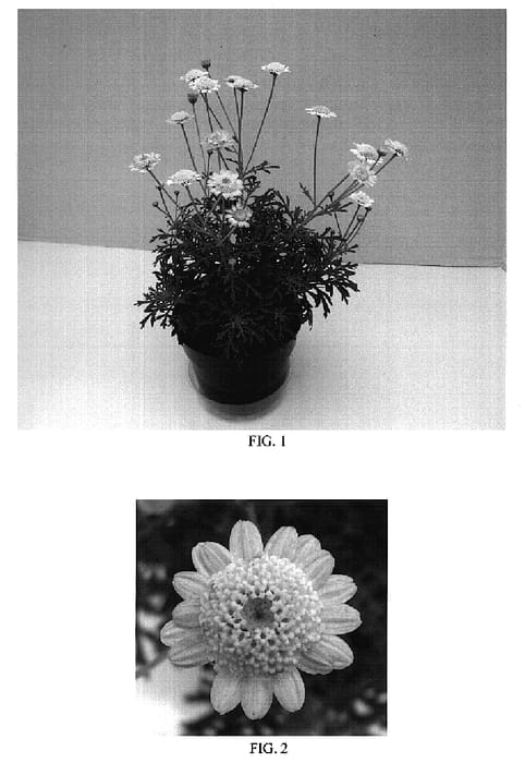 Figure 1 of US plant patent PP18649, the photograph of Bonmadcipi printed in the patent.
