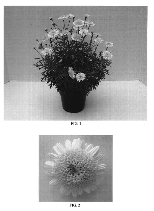 Figure 1 of US plant patent PP18650, the photograph of Bonmadcrel printed in the patent.