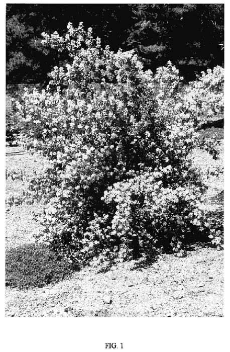 Figure 1 of US plant patent PP18651, the photograph of STARBRIGHT printed in the patent.