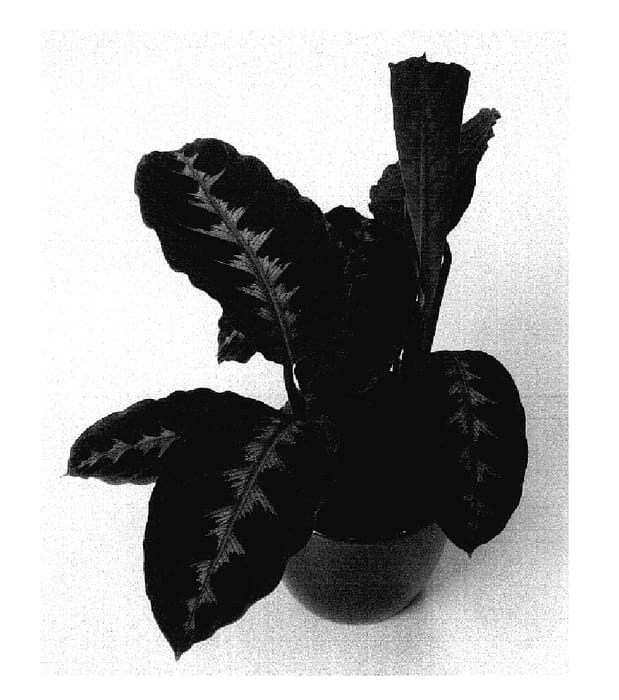 Figure 1 of US plant patent PP18652, the photograph of HGV04 printed in the patent.