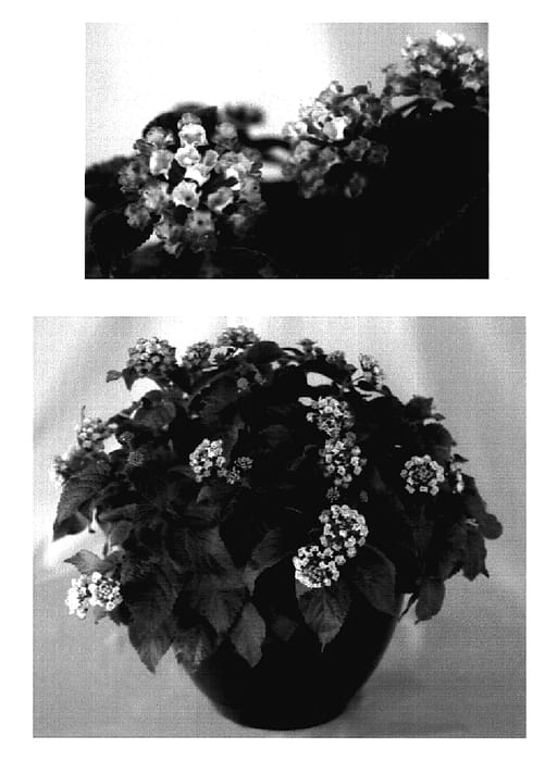 Figure 1 of US plant patent PP18653, the photograph of 2003.219 printed in the patent.