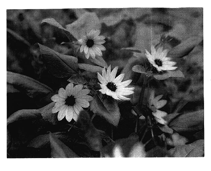 Figure 1 of US plant patent PP18654, the photograph of SLG DS 05 printed in the patent.