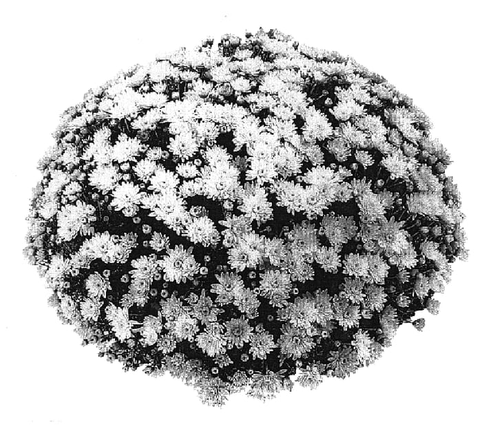 Figure 1 of US plant patent PP18655, the photograph of PPP CON Y05 printed in the patent.