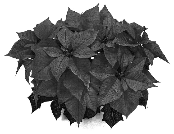 Figure 1 of US plant patent PP18656, the photograph of ATN VP6 printed in the patent.