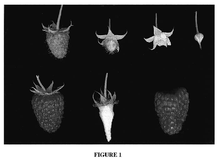 Figure 1 of US plant patent PP18658, the photograph of Driscoll Pacifica printed in the patent.