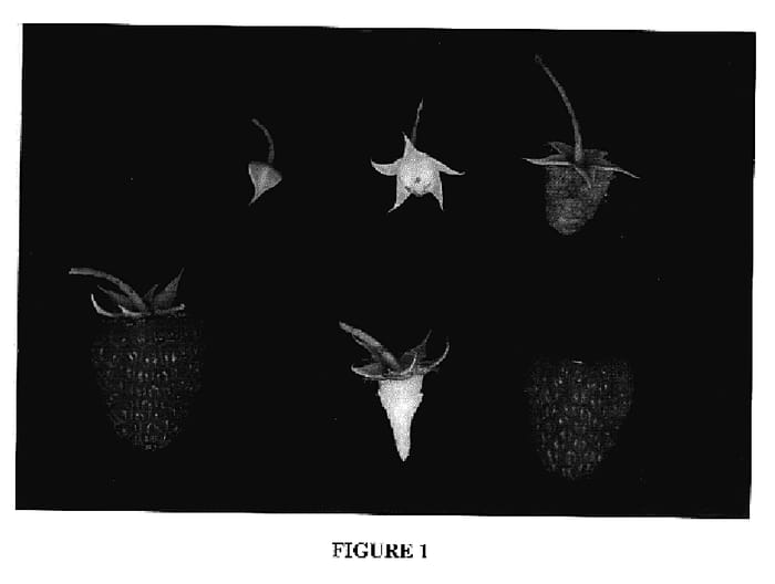 Figure 1 of US plant patent PP18659, the photograph of Driscoll Sevillana printed in the patent.
