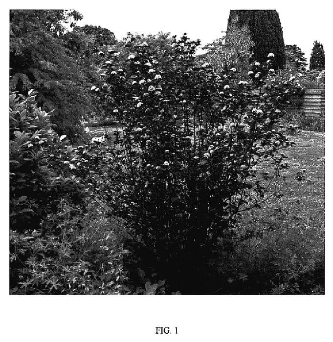 Figure 1 of US plant patent PP18660, the photograph of Lady In Red printed in the patent.