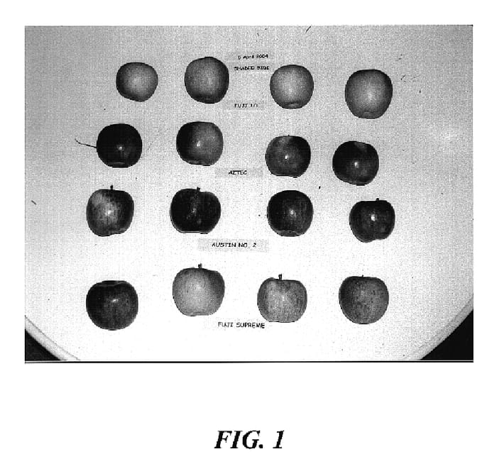 Figure 1 of US plant patent PP18661, the photograph of Candy printed in the patent.