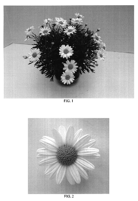 Figure 1 of US plant patent PP18662, the photograph of Bonmadprose printed in the patent.