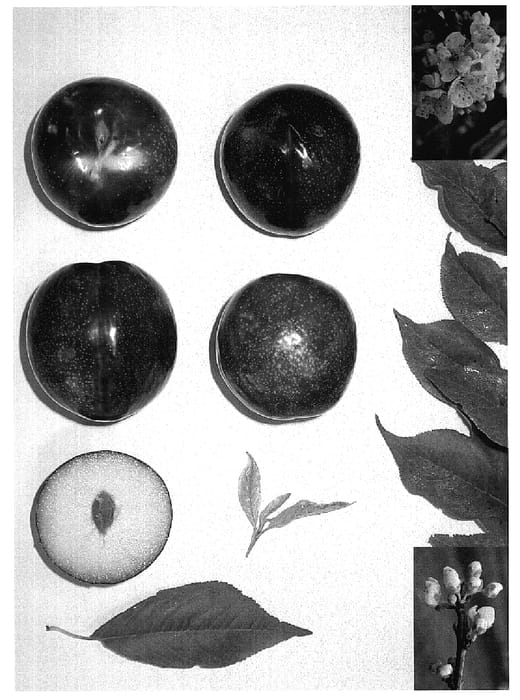 Figure 1 of US plant patent PP18663, the photograph of REDYUMMY® printed in the patent.