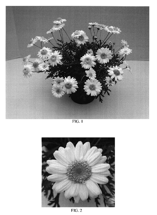 Figure 1 of US plant patent PP18664, the photograph of Bonmadcrepe printed in the patent.