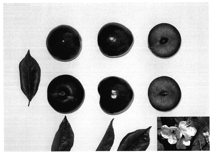 Figure 1 of US plant patent PP18665, the photograph of PLUMRED I printed in the patent.