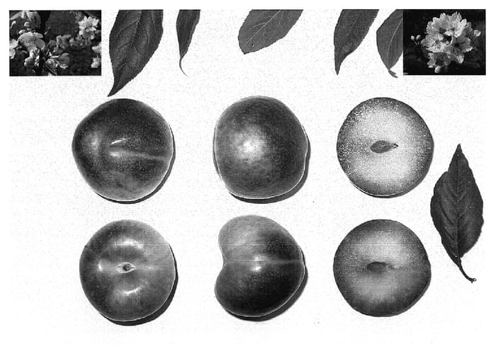 Figure 1 of US plant patent PP18666, the photograph of PLUMSWEET IX printed in the patent.