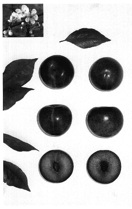 Figure 1 of US plant patent PP18667, the photograph of Plumsweet VII printed in the patent.