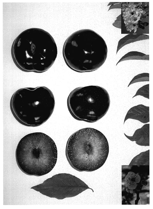 Figure 1 of US plant patent PP18668, the photograph of BLACKRED III printed in the patent.