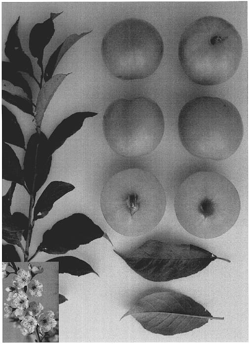 Figure 1 of US plant patent PP18669, the photograph of YELLOWSWEET X printed in the patent.