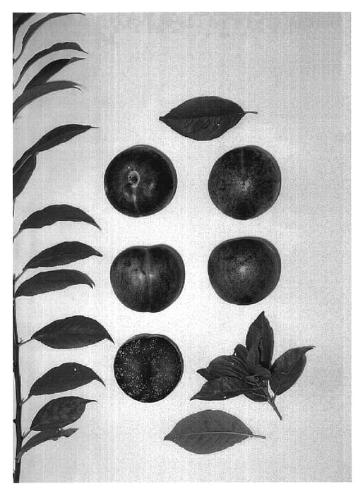 Figure 1 of US plant patent PP18670, the photograph of PLUMSWEET VIII printed in the patent.