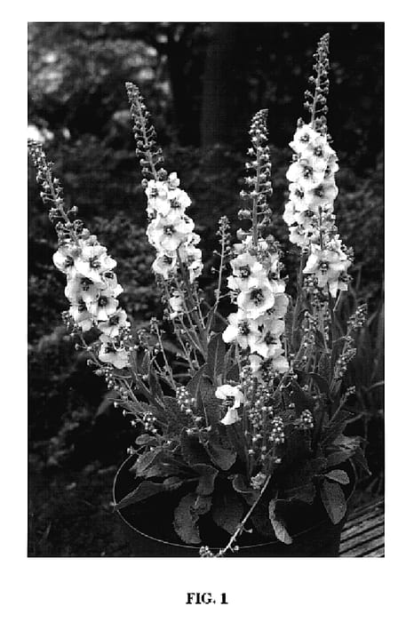 Figure 1 of US plant patent PP18671, the photograph of Jackie in Spots printed in the patent.