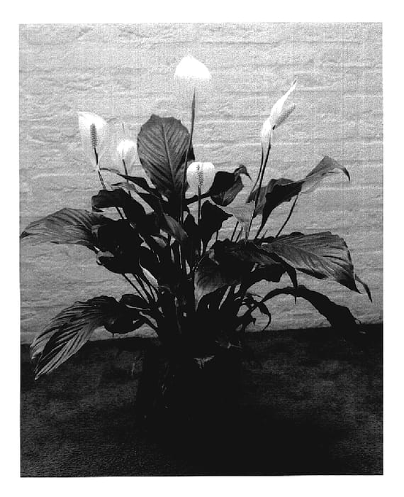 Figure 1 of US plant patent PP18672, the photograph of 96411-10 printed in the patent.