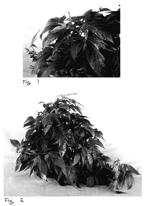 Figure 1 of US plant patent PP18673, the photograph of Sweet Caroline Green Yellow printed in the patent.
