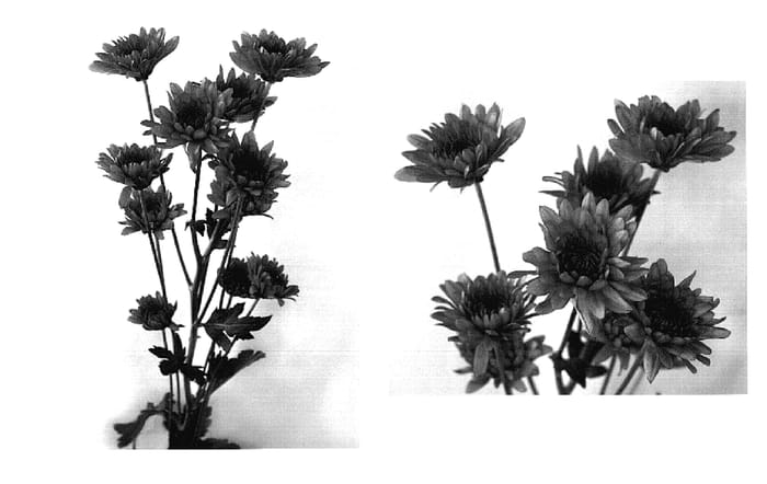 Figure 1 of US plant patent PP18674, the photograph of Yosaloon printed in the patent.