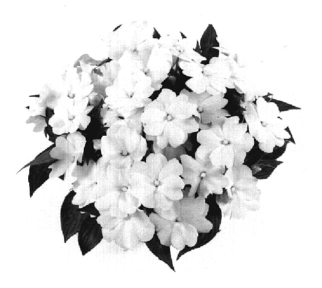 Figure 1 of US plant patent PP18675, the photograph of Tamar White Improved printed in the patent.