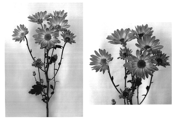 Figure 1 of US plant patent PP18676, the photograph of Yellow Fiction printed in the patent.
