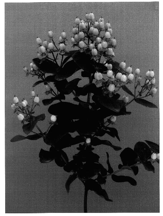 Figure 1 of US plant patent PP18677, the photograph of Verpeacla printed in the patent.