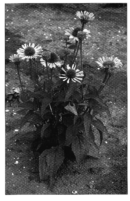 Figure 1 of US plant patent PP18678, the photograph of Green Jewel printed in the patent.
