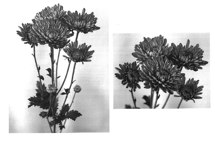 Figure 1 of US plant patent PP18679, the photograph of Deep Wish printed in the patent.