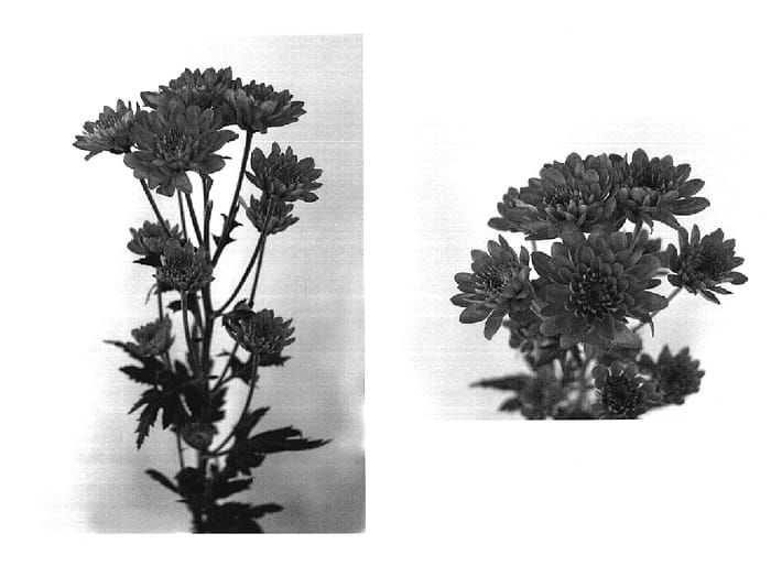 Figure 1 of US plant patent PP18680, the photograph of Yodrum printed in the patent.