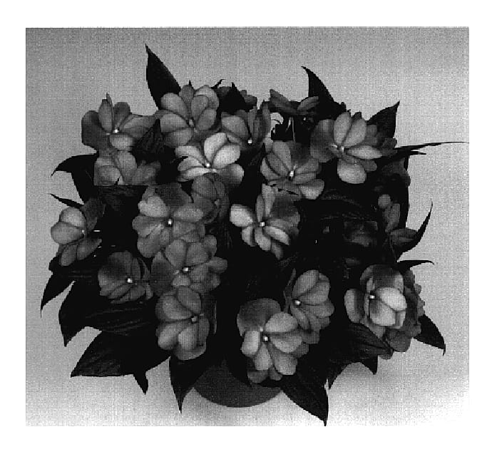 Figure 1 of US plant patent PP18681, the photograph of Tamar Purple Star printed in the patent.