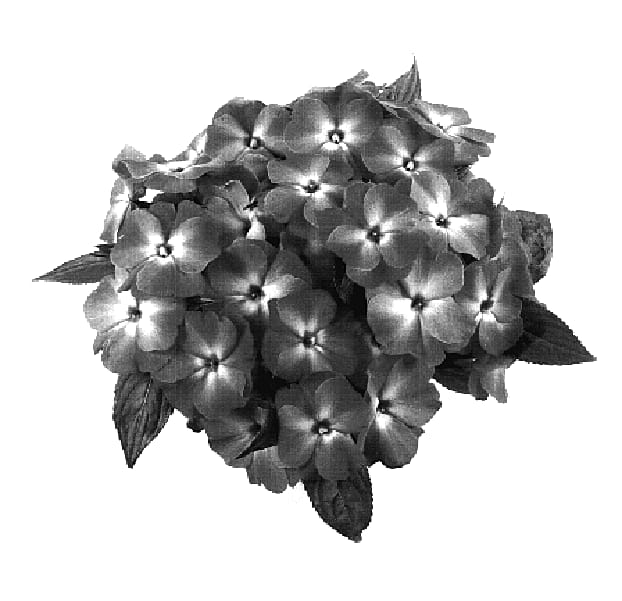 Figure 1 of US plant patent PP18682, the photograph of Tamar Orange Orchid printed in the patent.