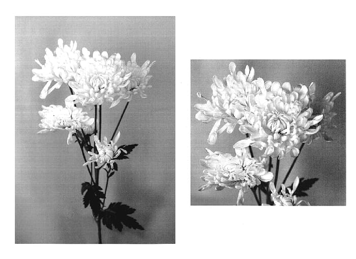 Figure 1 of US plant patent PP18683, the photograph of Yoclaire printed in the patent.