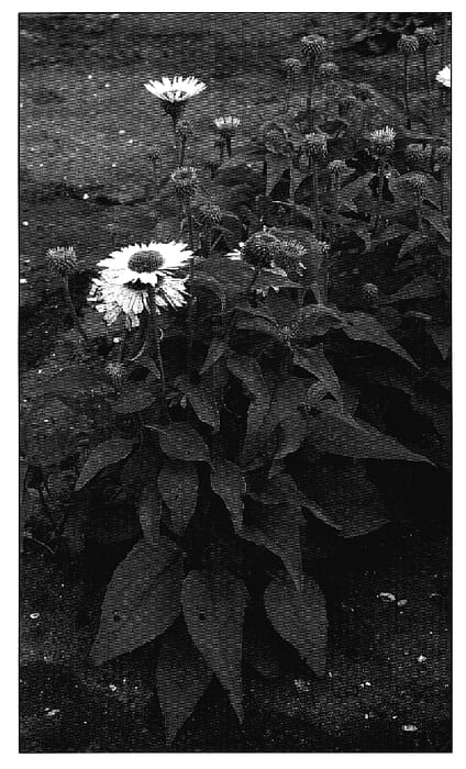 Figure 1 of US plant patent PP18684, the photograph of Virgin printed in the patent.