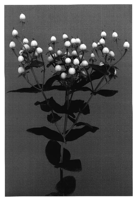 Figure 1 of US plant patent PP18685, the photograph of Vericecla printed in the patent.