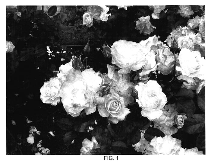 Figure 1 of US plant patent PP18686, the photograph of Meipoten printed in the patent.