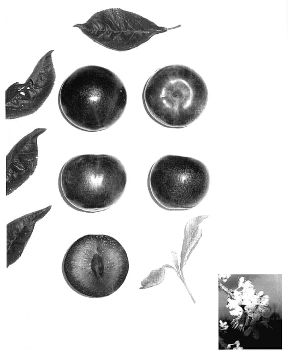Figure 1 of US plant patent PP18687, the photograph of Plumsweet VI printed in the patent.