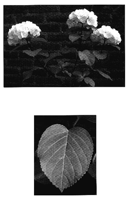 Figure 1 of US plant patent PP18688, the photograph of Zebra printed in the patent.